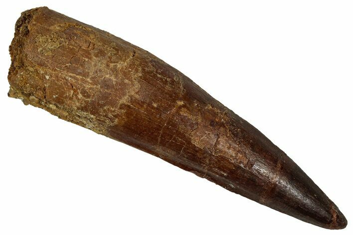 Fossil Spinosaurus Tooth - Real Dinosaur Tooth #355726
